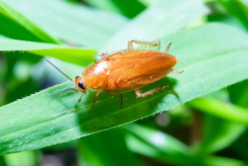 Cafard de jardin réussir à identifier cet insecte et à s’en débarrasser DocTolix