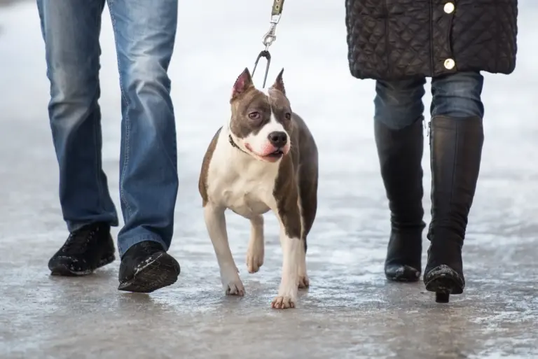 laisse pour chien