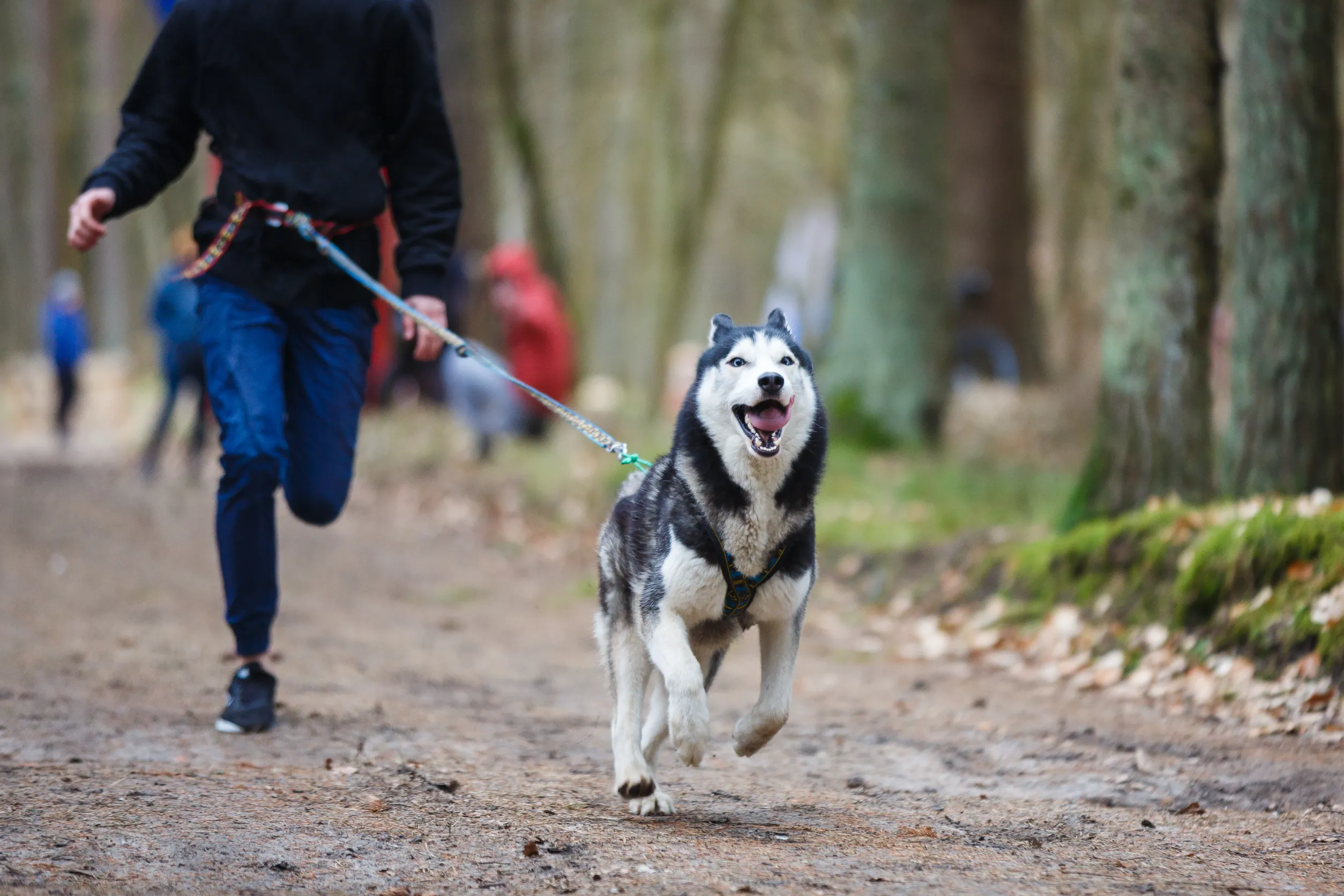 canin-cross