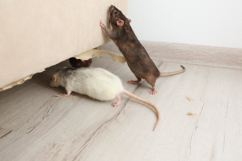 des rongeurs destructeurs