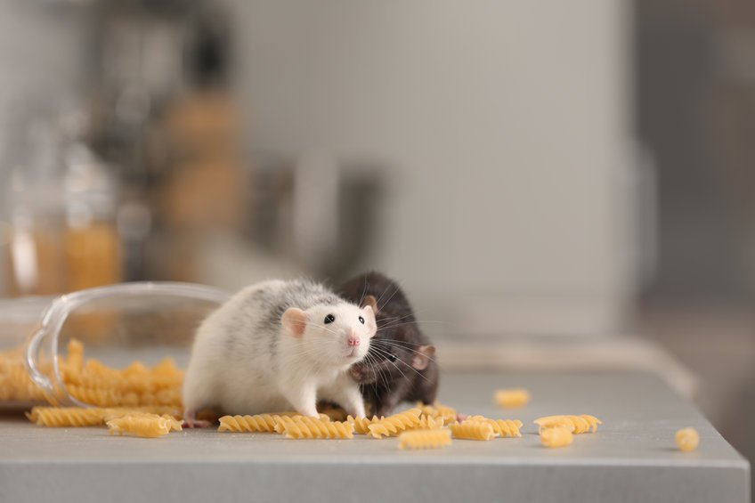 des rats se nourrissant d'aliments
