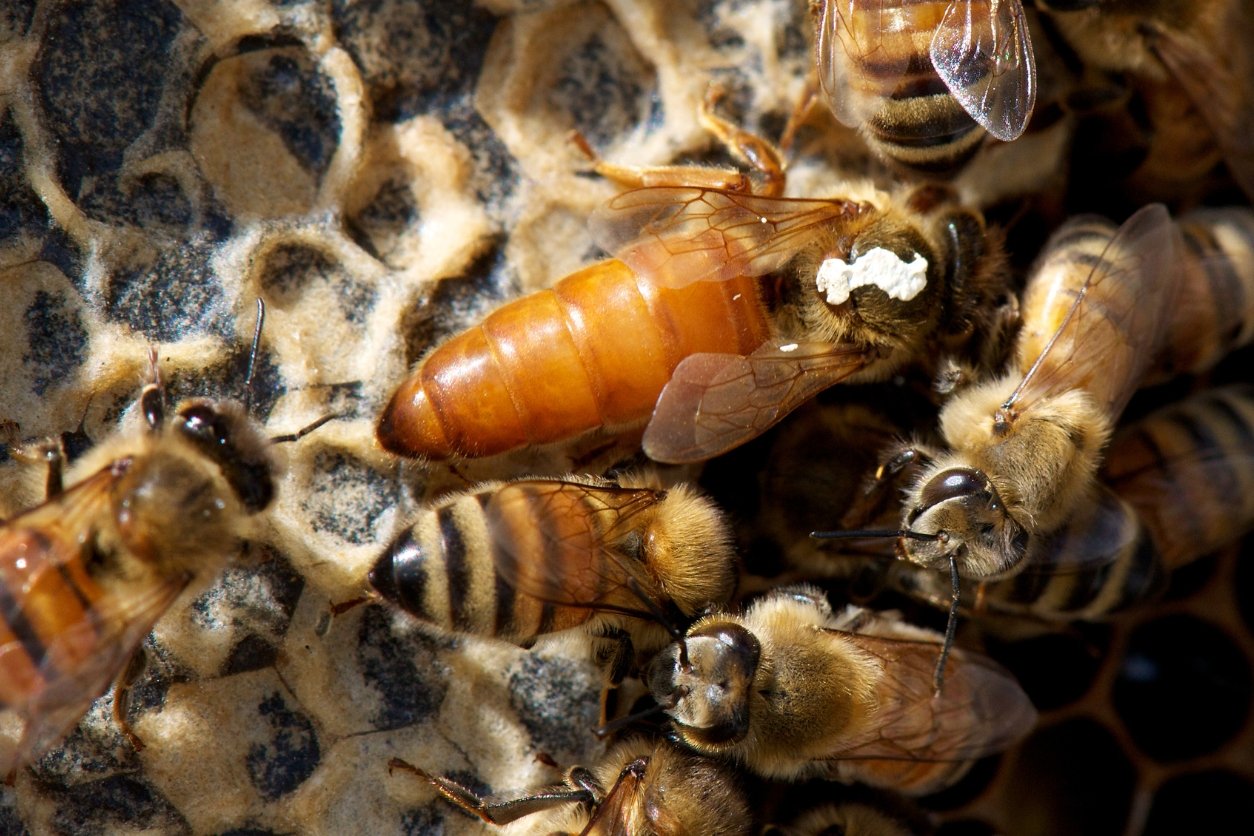 abeilles dans une ruche avec leur reine