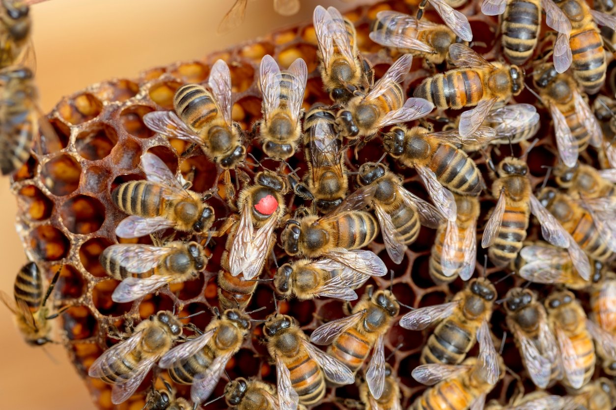 reine abeille parmi une colonies d'abeilles