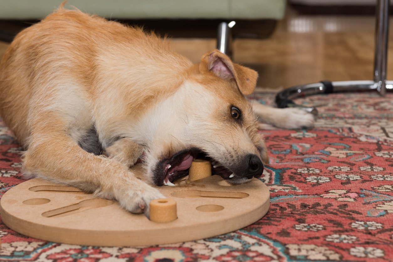 puzzles interactifs animaux de compagnie