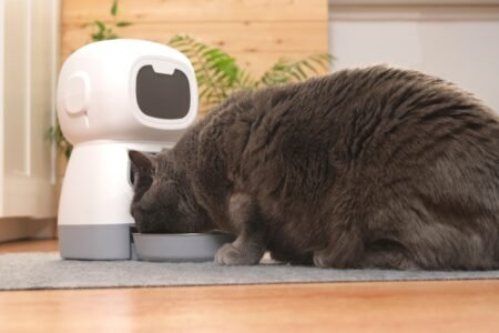 équipement pour animaux compagnie