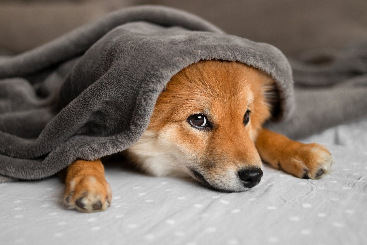 shiba inu amusement