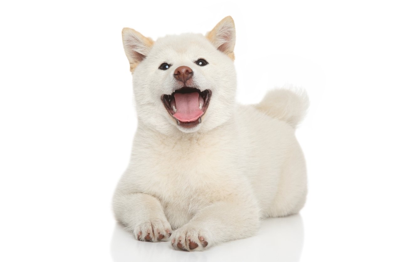 shiba inu blanc
