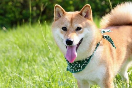 shiba inu race de chien exceptionnelle