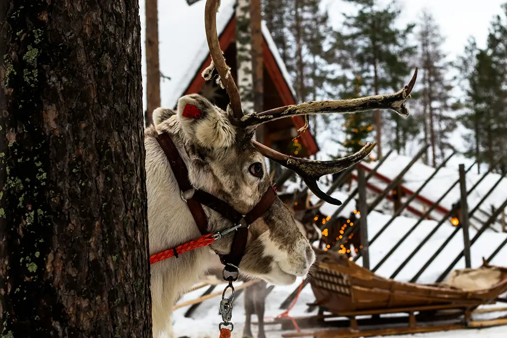 Renne dans le village du père Noel à Rovaniemi