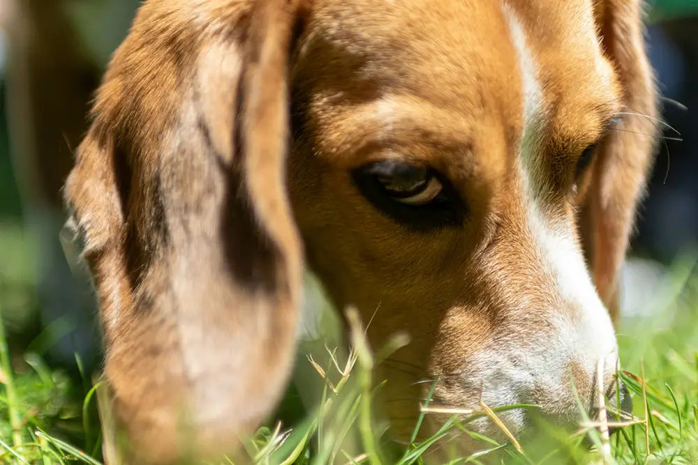 chien qui renifle l'herbe. L'odorat des chiens ne cesse de surprendre et cette anecdote en est la preuve