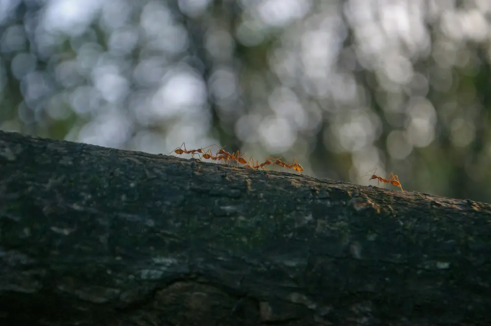 les fourmis et leur capacité à vitre pour la communauté étonne par leur complexité