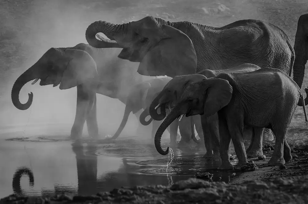 groupe d'éléphants qui font un deuil d'un humain et montrent l'intelligence émotionnelle