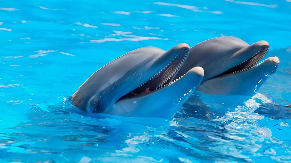 L'intelligence des dauphins n'est plus à prouver, mais cette histoire est fascinante