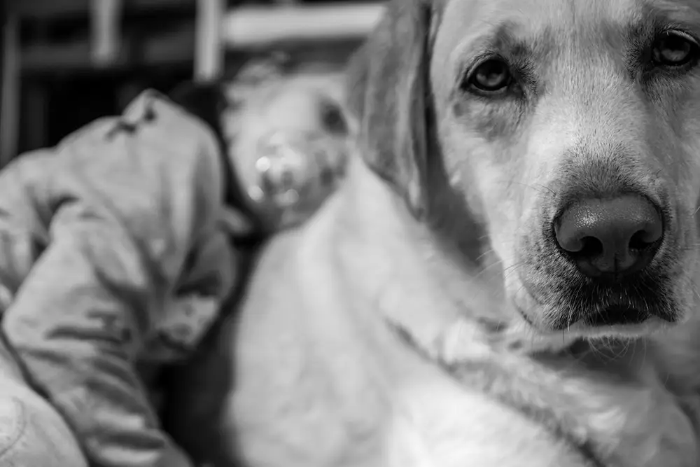 labrador en gros plan avec une petite fille en arrière plan lui faisant un câlin. Le pouvoir des animaux sur les enfants