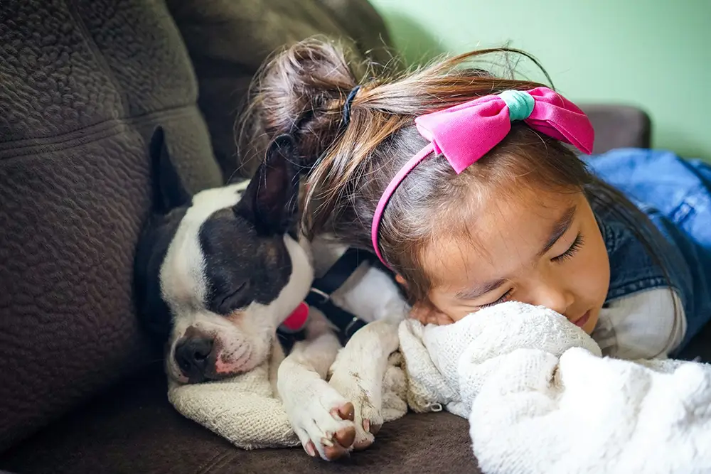 petite fille dormant avec son chien boston terrier sur un sofa