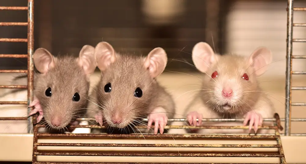 3 rats dans une cage qui apprennent à se libérer