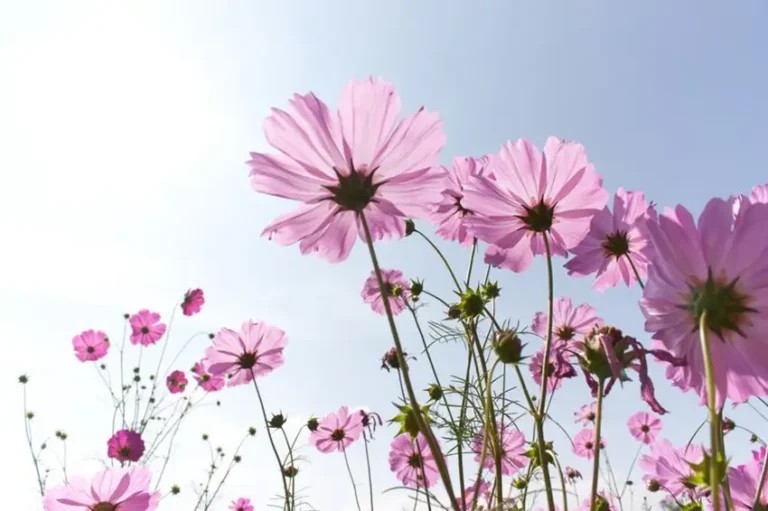 fleurs de bach