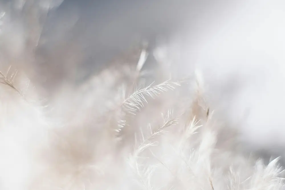 plume blanche