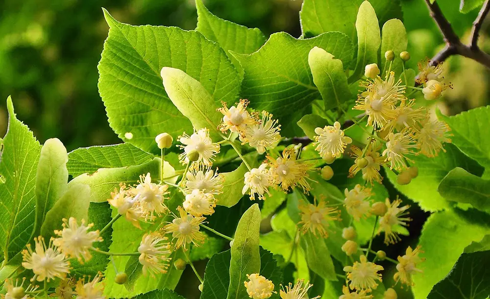 Fleurs de tilleul sur l'arbre