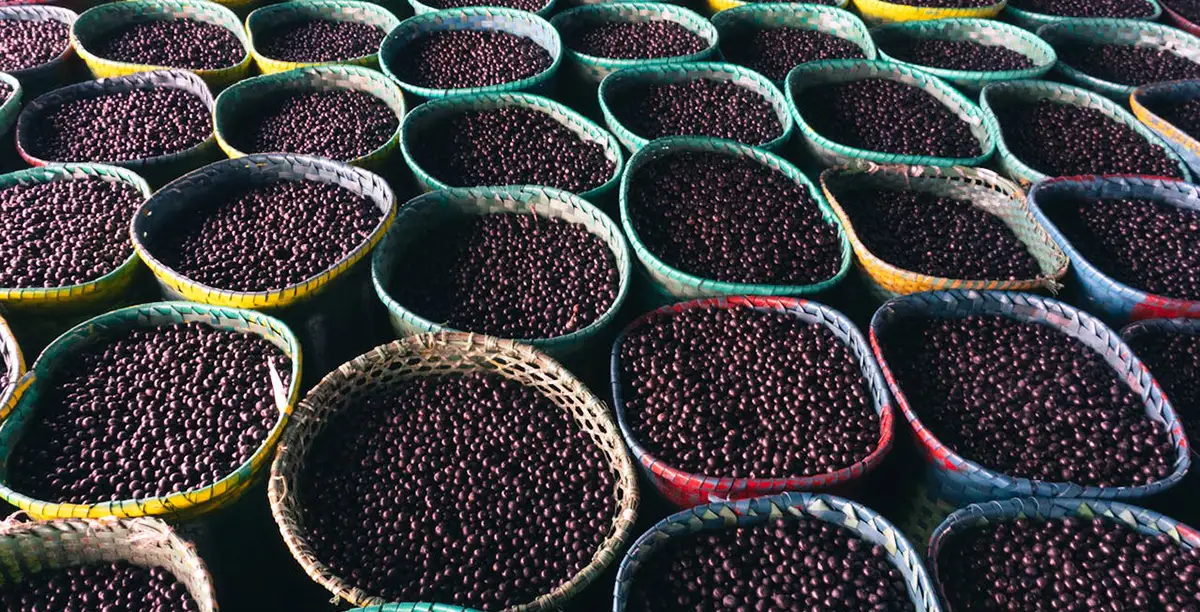 baies d'açaï dans des paniers après la récolte