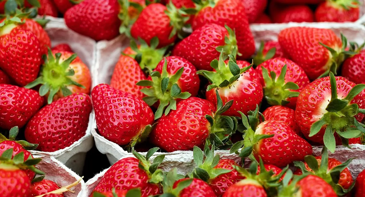 La fraise : un fruit rouge excellent pour la santé