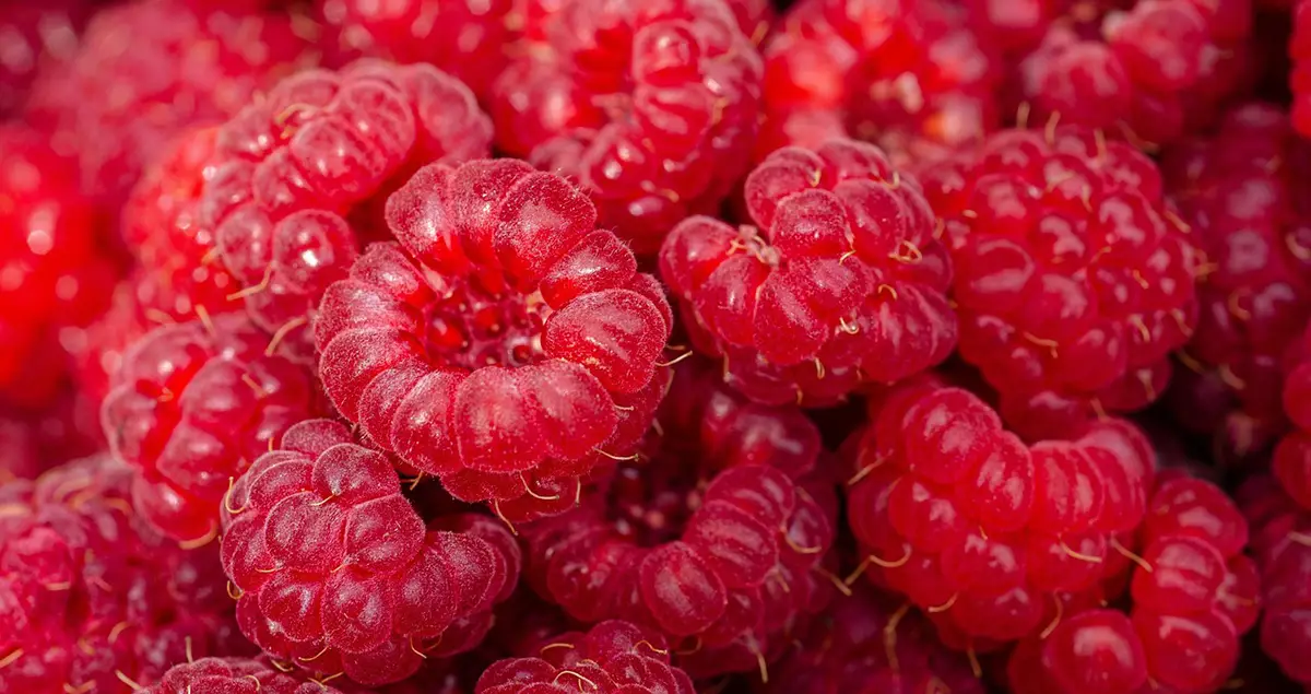 Les framboises : des baies pleines d'antioxydants