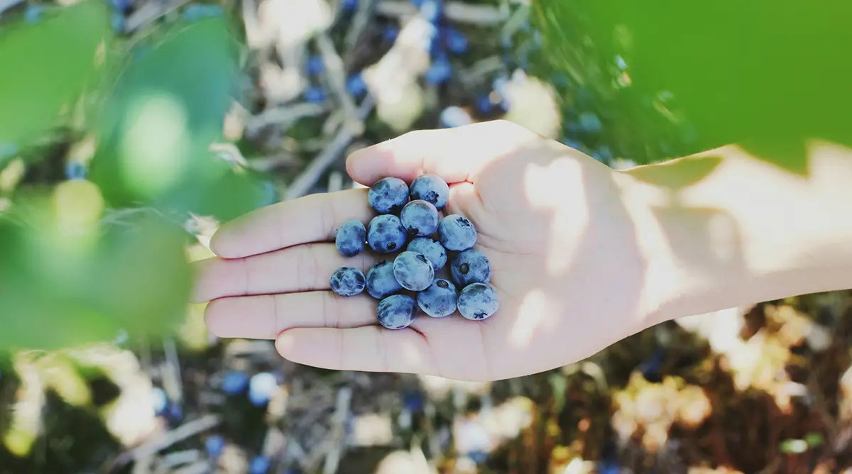 myrtilles cultivées