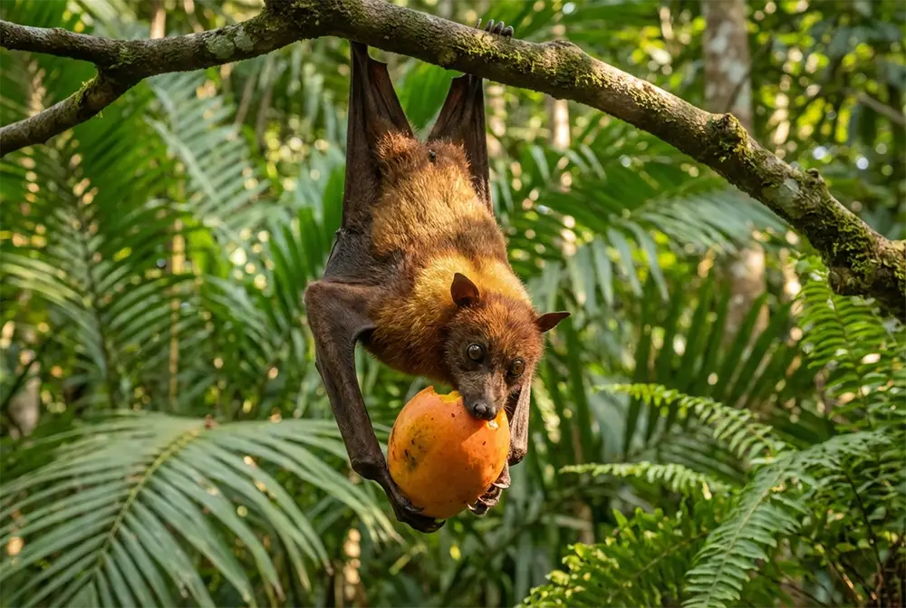 Chauve-souris frugivore Pteropus, réservoir naturel du virus Nipah