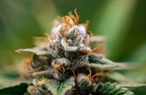 fleur de Cbd en gros plan