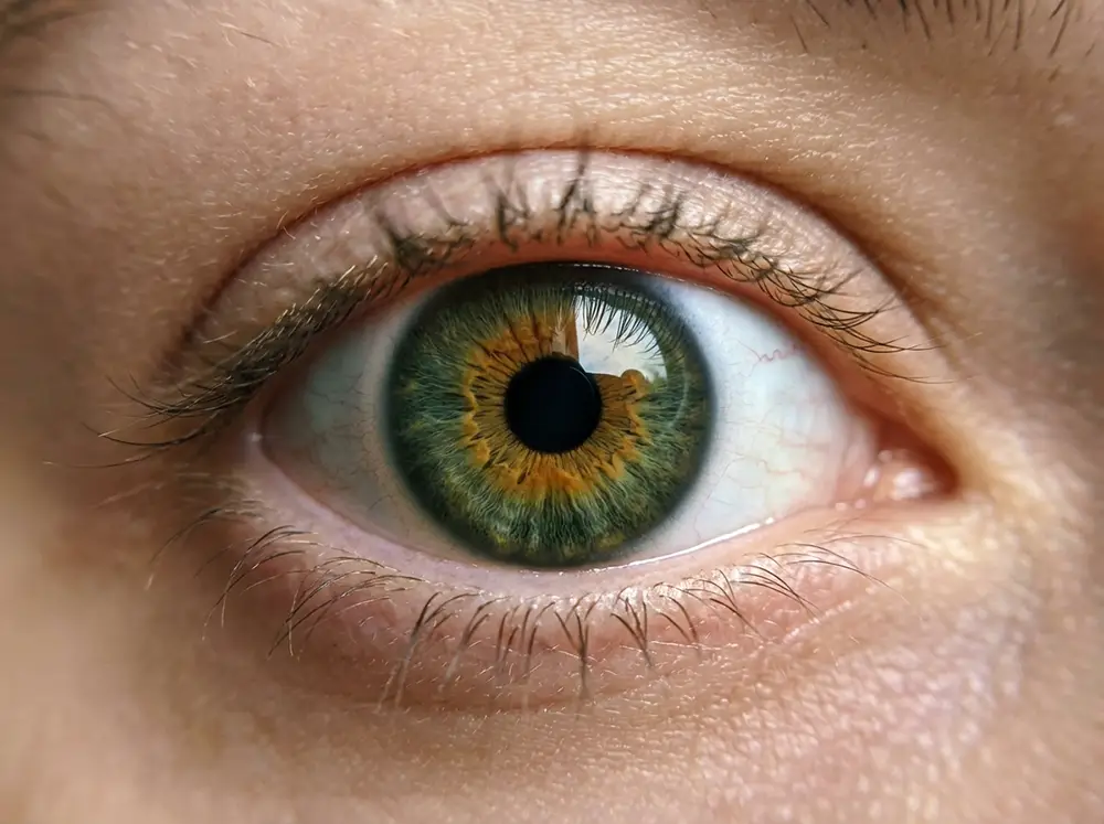 D&eacute;tail de l'iris hazel montrant les zones dor&eacute;es autour de la pupille et les reflets verts en p&eacute;riph&eacute;rie