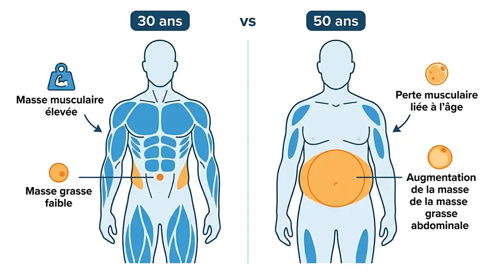 Infographie illustrant la perte de masse musculaire et le ralentissement métabolique après 50 ans