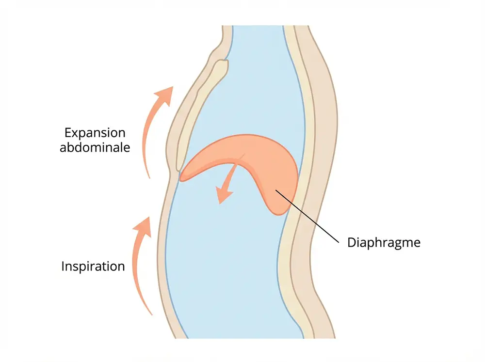 Illustration du diaphragme lors de la respiration abdominale pratiqu&eacute;e dans la technique 4-7-8