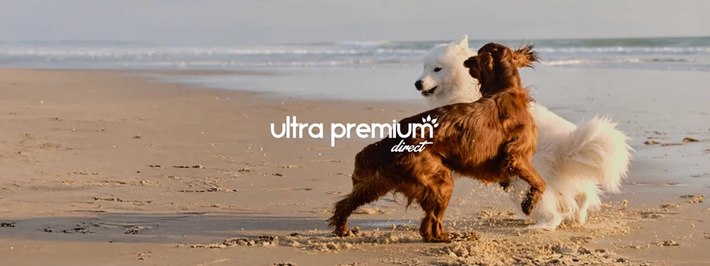 Deux chiens courant et jouant sur la plage