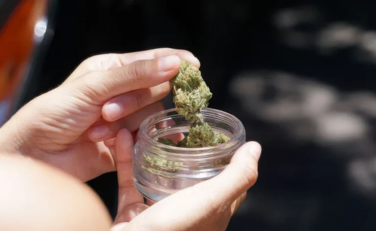 Amnesia Haze : entre réputation, effets et réalité, que dit-on vraiment de cette variété ? Fleur de chanvre : Amnesia Haze CBD
