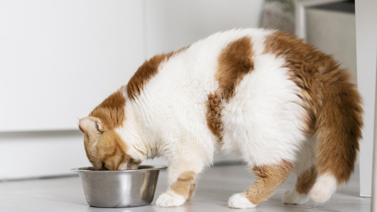 chat en train de manger sa pâté