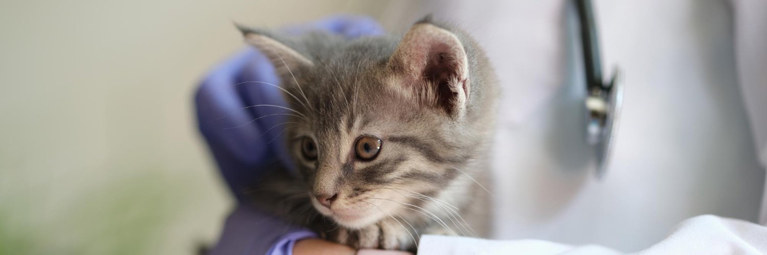 Gros plan d'une femme vétérinaire tenant un petit chaton dans les mains