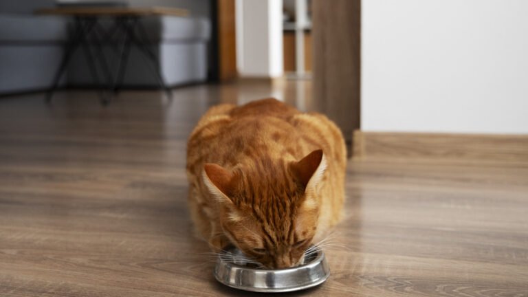 Mousse pour chat : comprendre la texture, la composition et l’intérêt nutritionnel